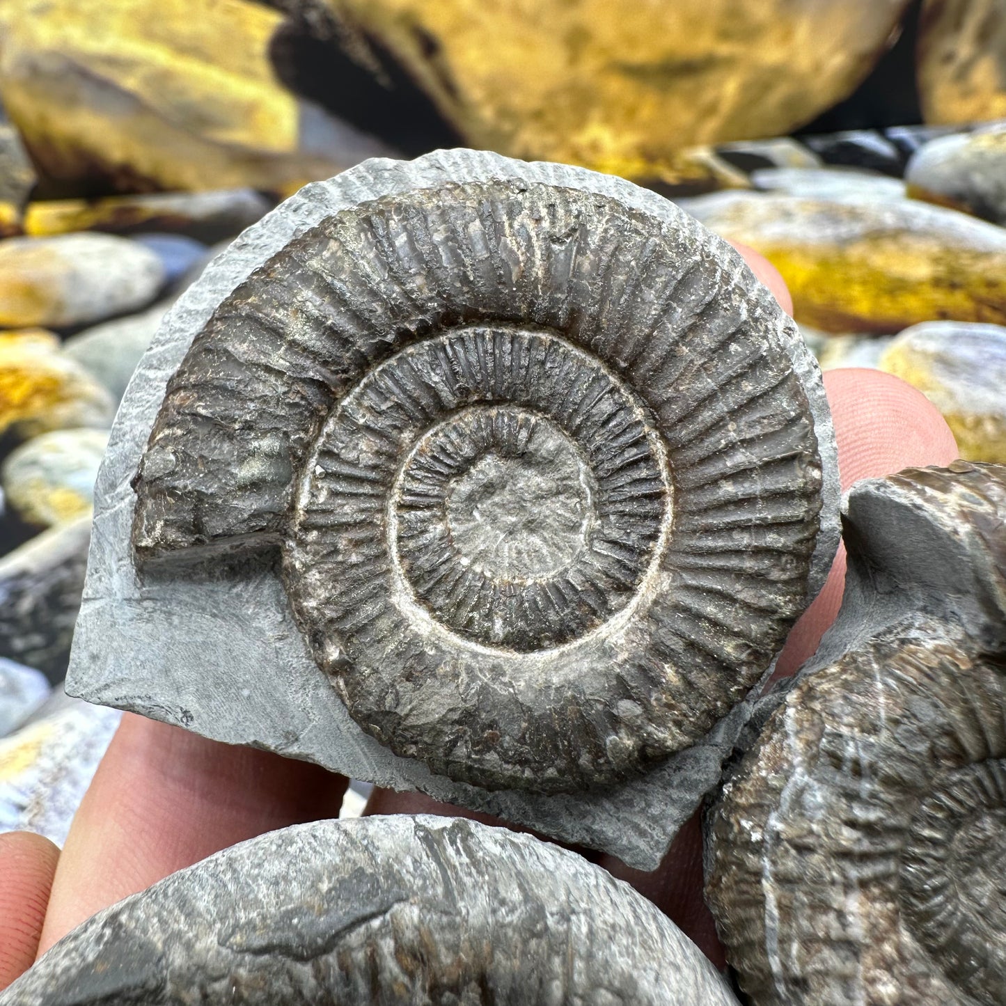 Dactylioceras ammonite fossil bundle x3 - Whitby, North Yorkshire Jurassic Coast
