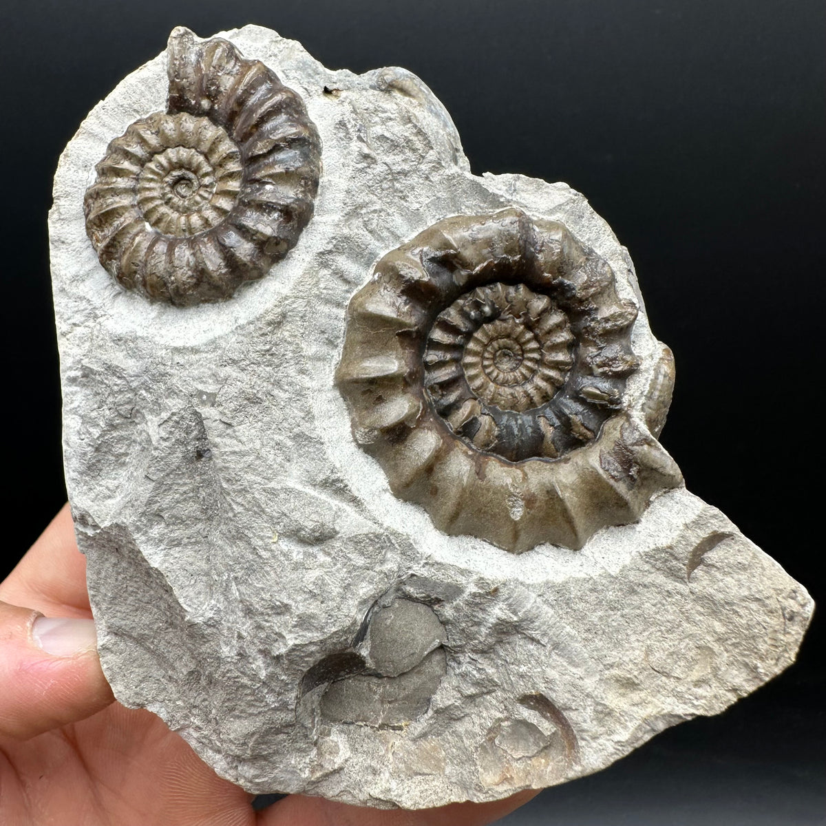 Androgynoceras maculatum ammonite fossil with stand - Whitby, North Yorkshire Jurassic Coast Yorkshire Fossils