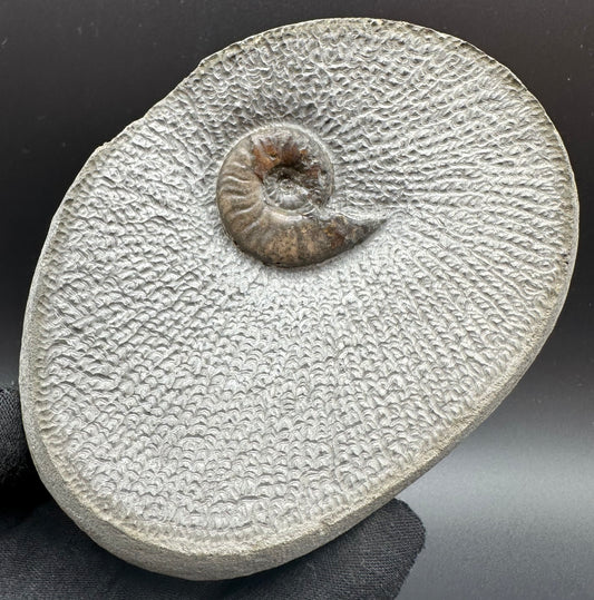 Eleganticeras Elegantulum ammonite fossil with box and stand - Whitby, North Yorkshire Jurassic Coast, Yorkshire Fossils