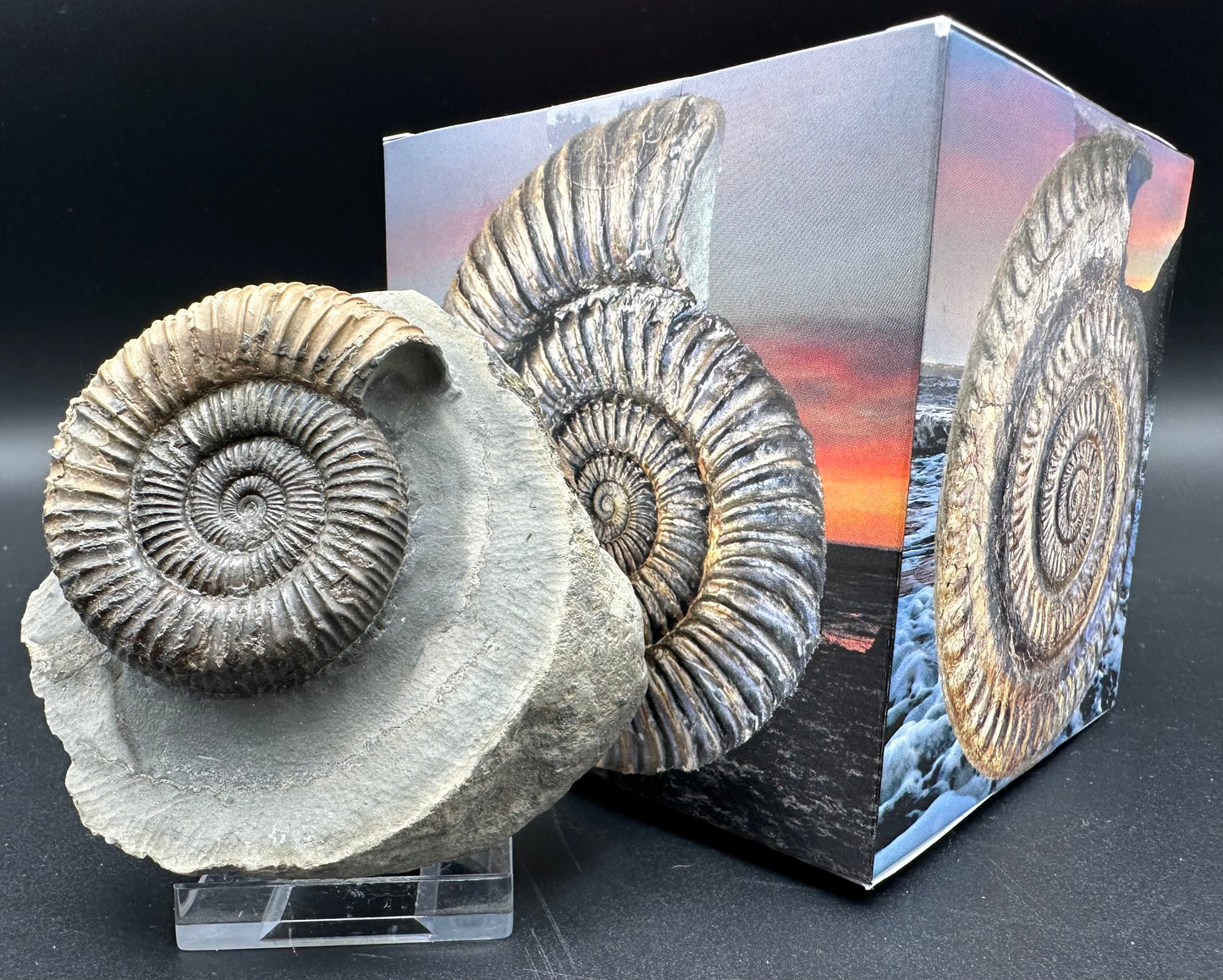 Dactylioceras Ammonite Fossil With Box And Stand - Whitby, North Yorkshire Jurassic Coast Yorkshire Fossils