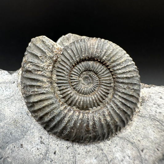 Dactylioceras Ammonite Fossil With Box And Stand - Whitby, North Yorkshire Jurassic Coast Yorkshire Fossils