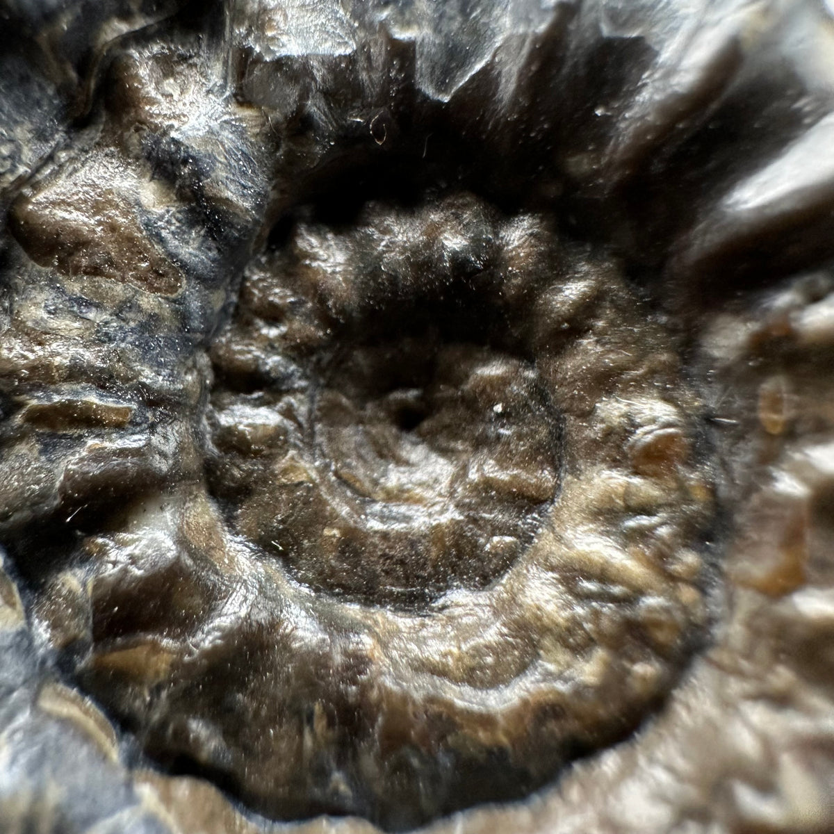 Androgynoceras maculatum ammonite fossil with box and stand - Whitby, North Yorkshire Jurassic Coast Yorkshire Fossils