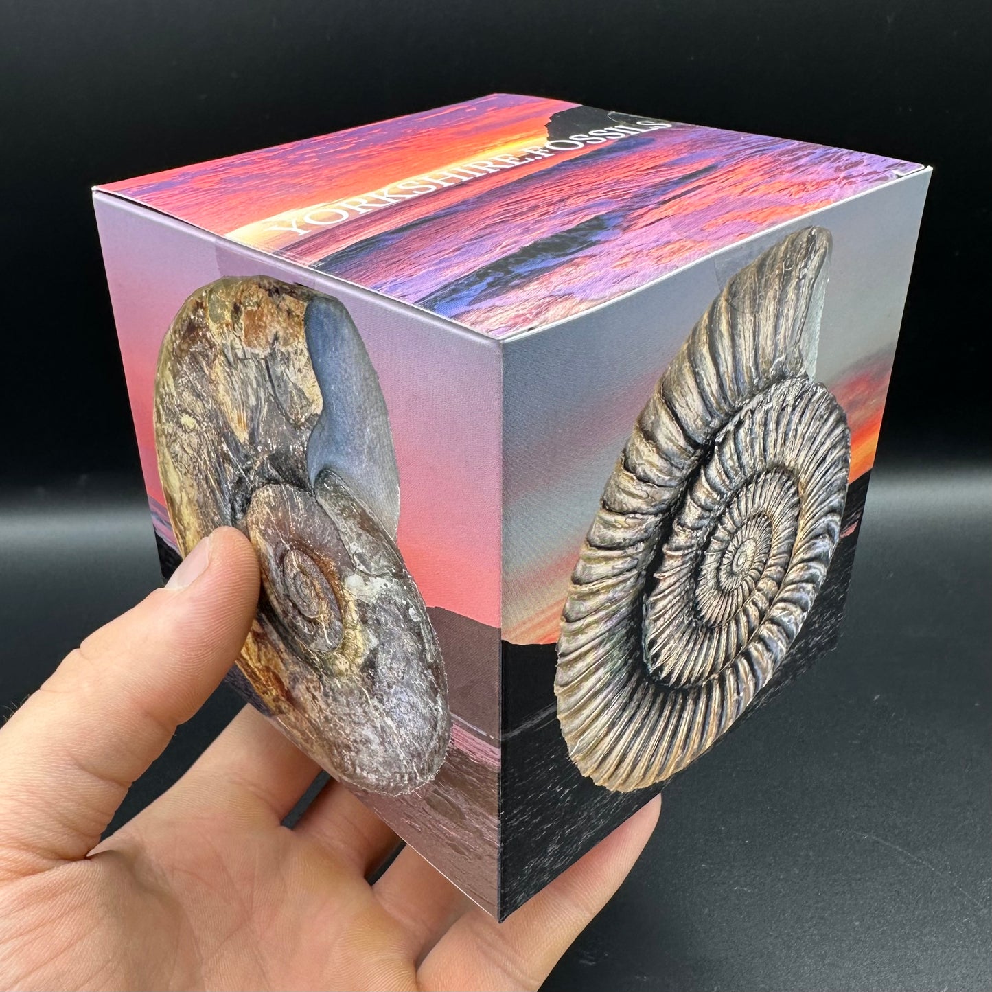 Androgynoceras maculatum Ammonite fossil with gift box and stand - Whitby, North Yorkshire Jurassic Coast Yorkshire Fossils