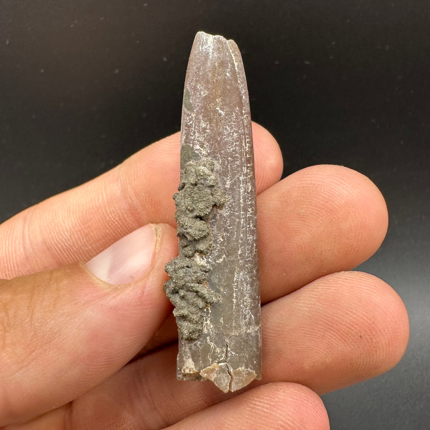 Belemnite (Fossil Squid) shell fossil - Whitby, North Yorkshire Jurassic Coast Yorkshire Fossils
