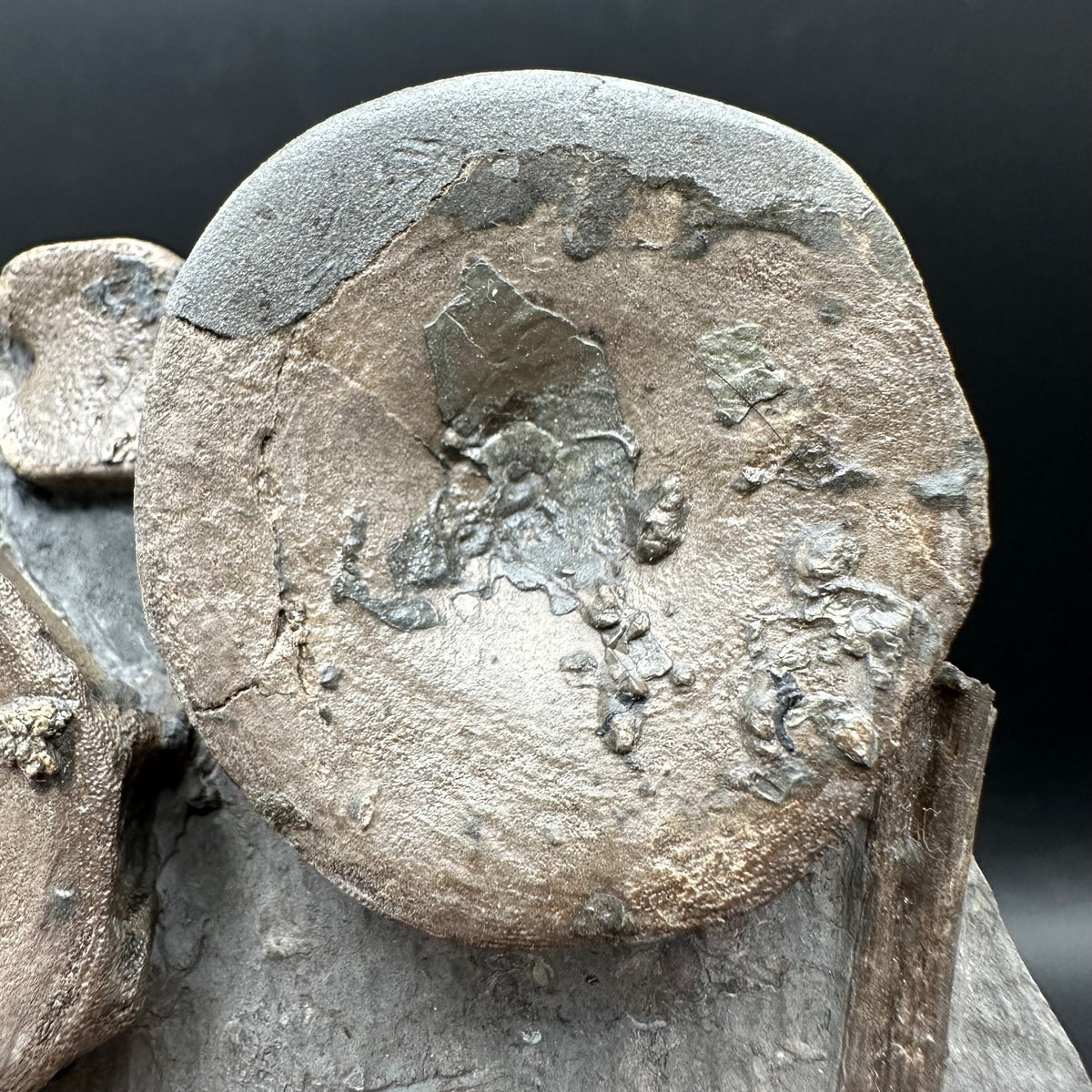 Ichthyosaur Vertebrae fossil / ribs with box and stand - Whitby, North Yorkshire Jurassic Coast, Yorkshire fossils found on the Jurassic Coast