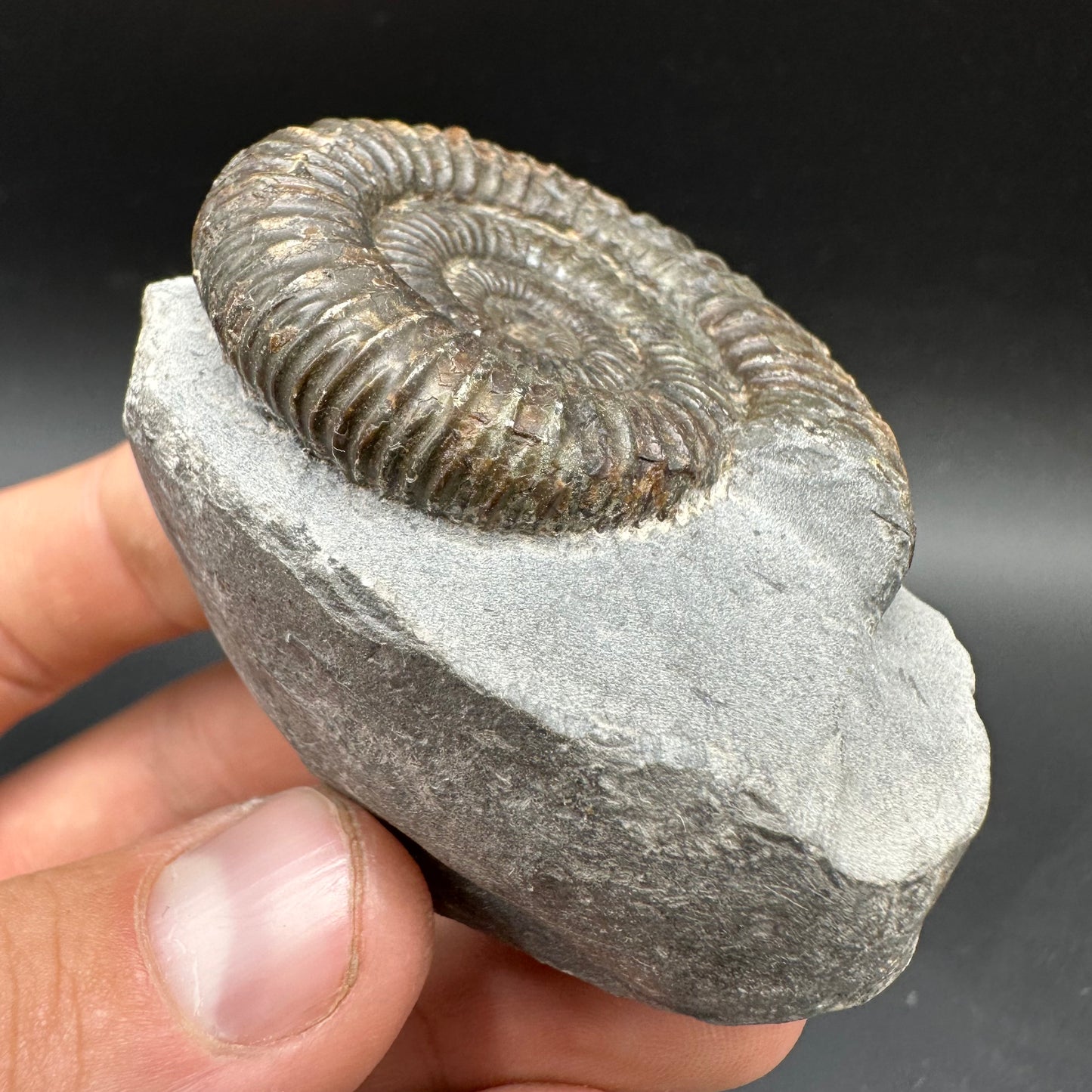 Dactylioceras Ammonite Fossil With box and Stand - Whitby, North Yorkshire Jurassic Coast Yorkshire Fossils