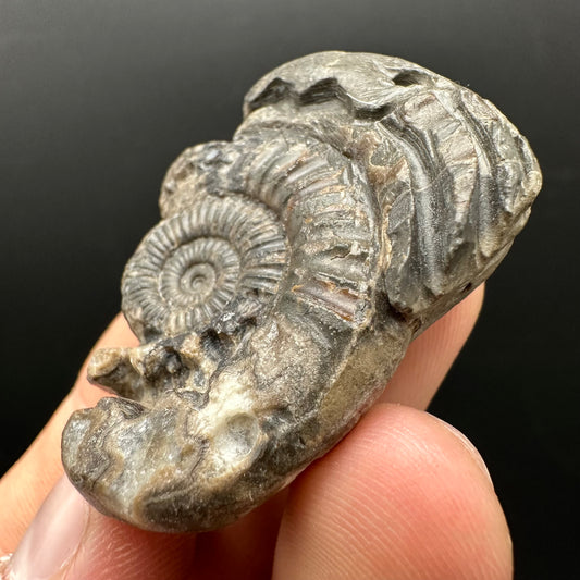 Hydra Snakestone Ammonite Fossil With Bag/Box And Stand - Whitby, North Yorkshire Jurassic Coast Yorkshire Fossils