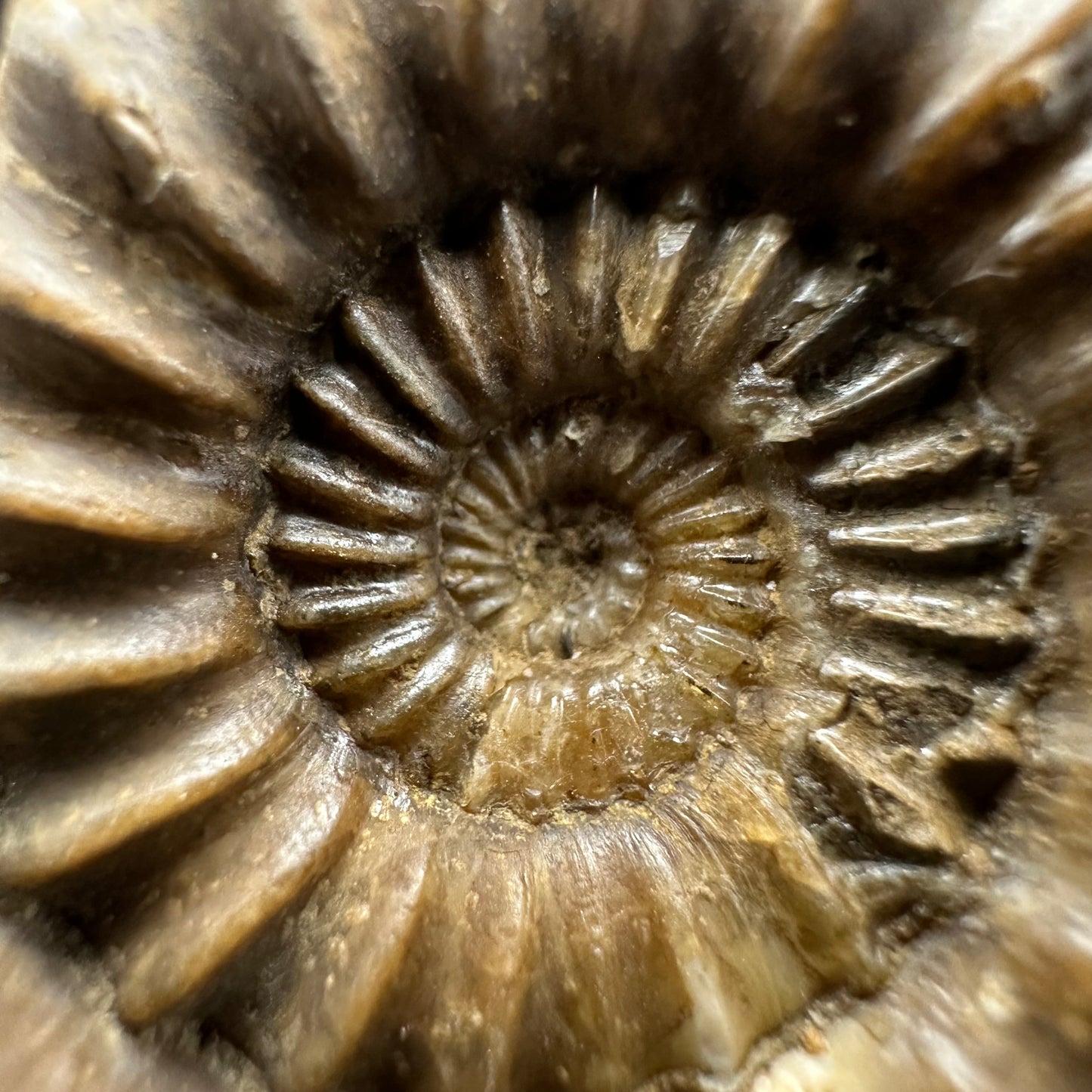 Androgynoceras capricornus Ammonite fossil with box and stand - Whitby, North Yorkshire Jurassic Coast Yorkshire Fossils