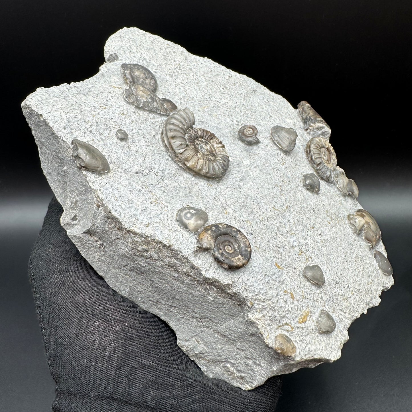 Arnioceras ammonite shell fossil with stand - Whitby, North Yorkshire Jurassic Coast Yorkshire Fossils