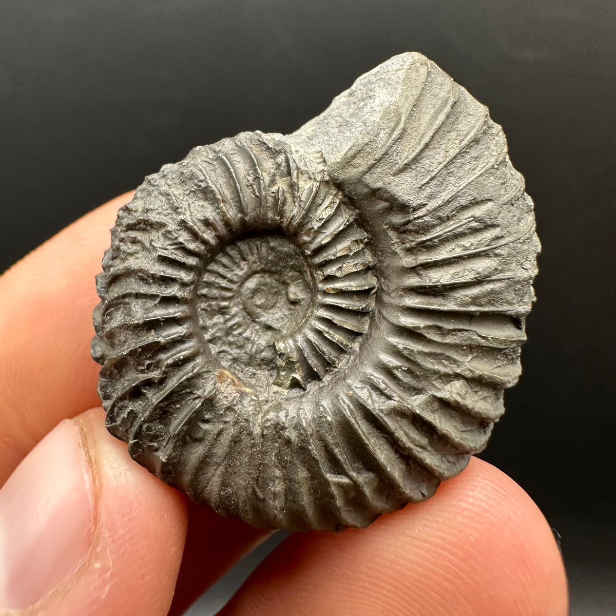 Schlothemia sp. ammonite fossil with box and stand - Whitby, North Yorkshire Jurassic Coast, Yorkshire fossils