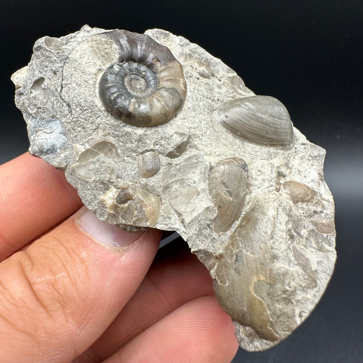 Agassiceras sp. ammonite fossil with box and stand - Whitby, North Yorkshire Jurassic Coast Yorkshire Fossils
