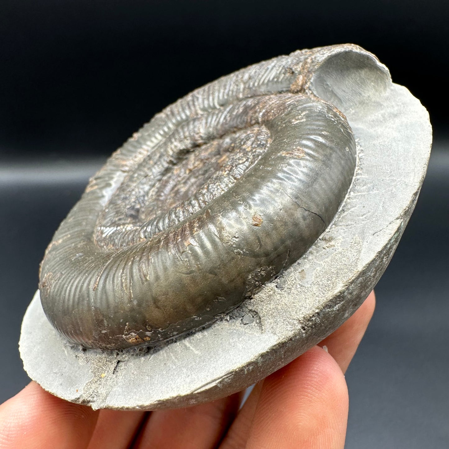 Dactylioceras tenuicostatum ammonite fossil with box and stand - Whitby, North Yorkshire Jurassic Coast