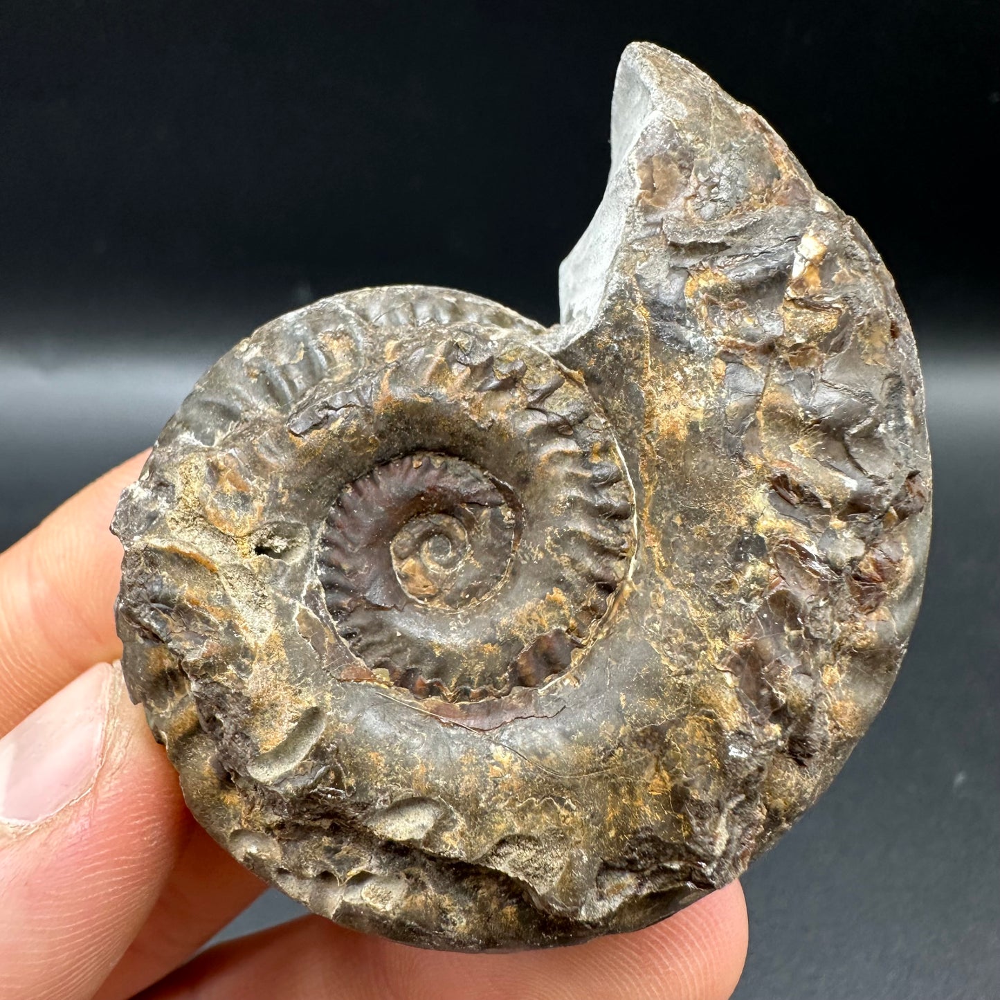 Hildoceras lusitanicum Ammonite fossil with box and stand - Whitby, North Yorkshire, Jurassic Coast, Yorkshire Fossils from the Jurassic Coast