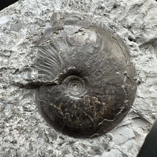Oxynoticeras ammonite fossil with box and stand - Whitby, North Yorkshire Jurassic Coast Yorkshire Fossils