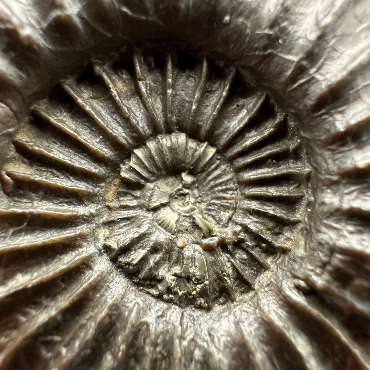 Schlothemia sp. ammonite fossil with box and stand - Whitby, North Yorkshire Jurassic Coast, Yorkshire fossils