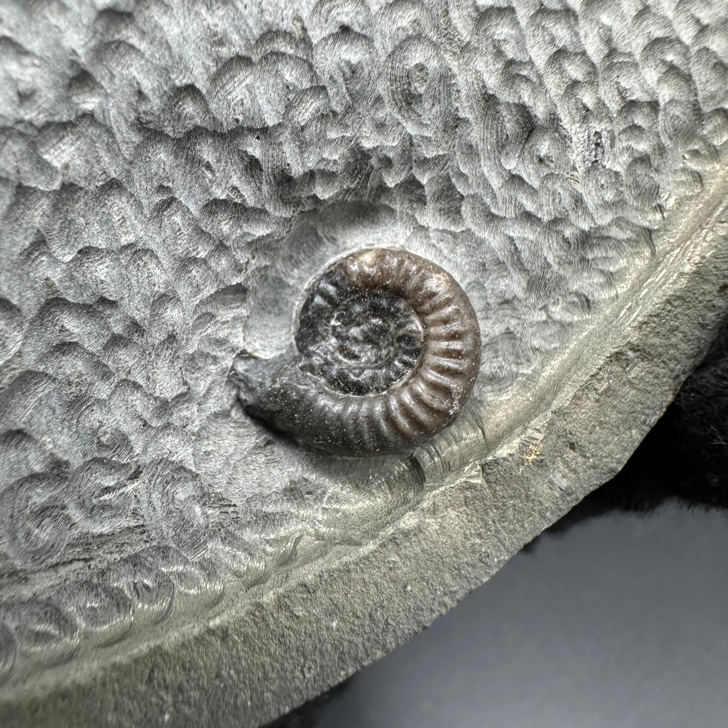 Gracile Multi-block Ammonite Fossil With Stand - Whitby, North Yorkshire Jurassic Coast Yorkshire Fossils
