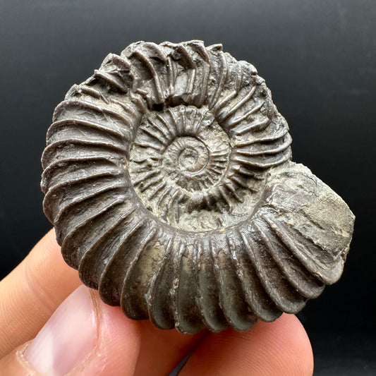 Schlothemia sp. ammonite fossil with box and stand - Whitby, North Yorkshire Jurassic Coast, Yorkshire fossils