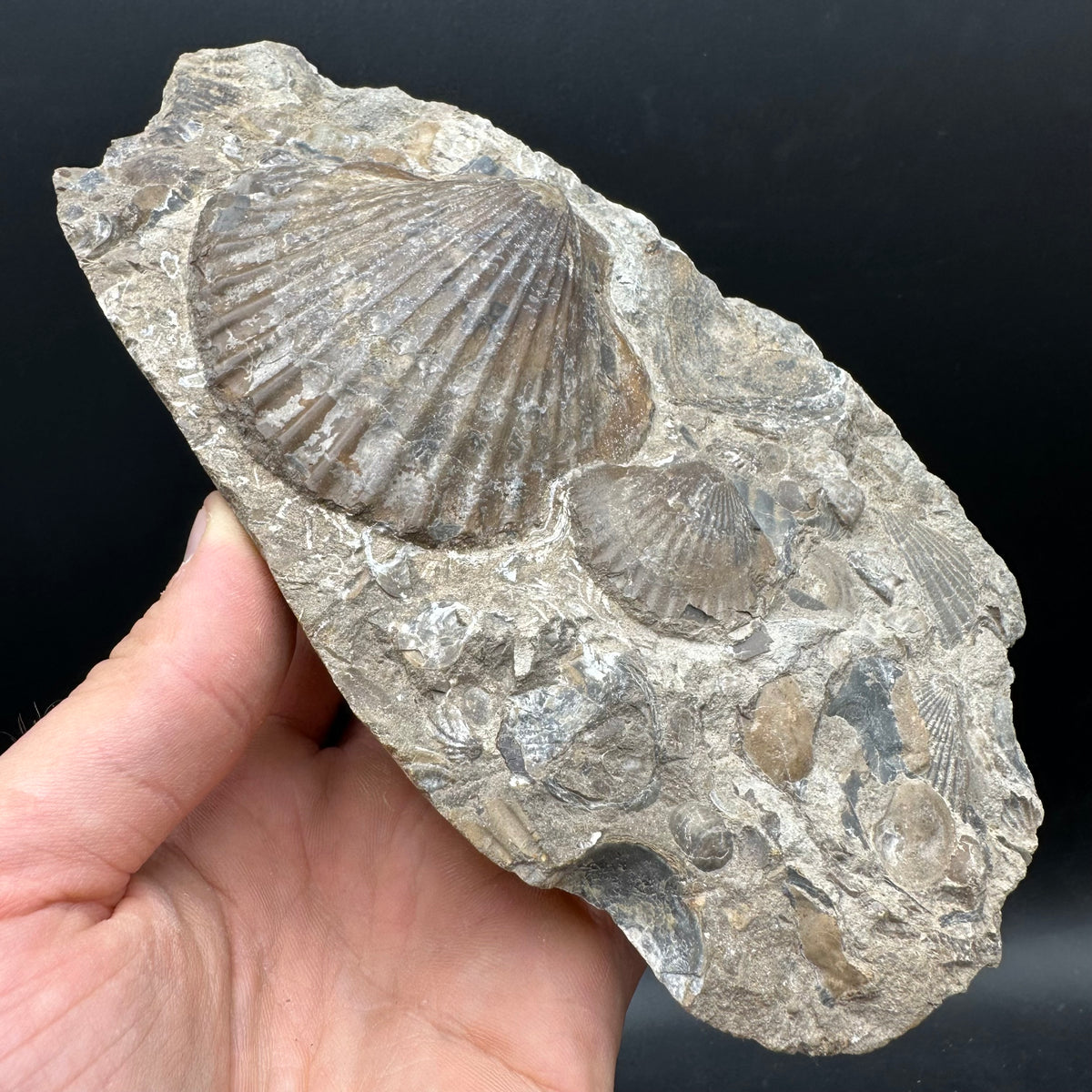 Shell fossil with stand - Whitby, North Yorkshire, Jurassic Coast, Yorkshire Fossils