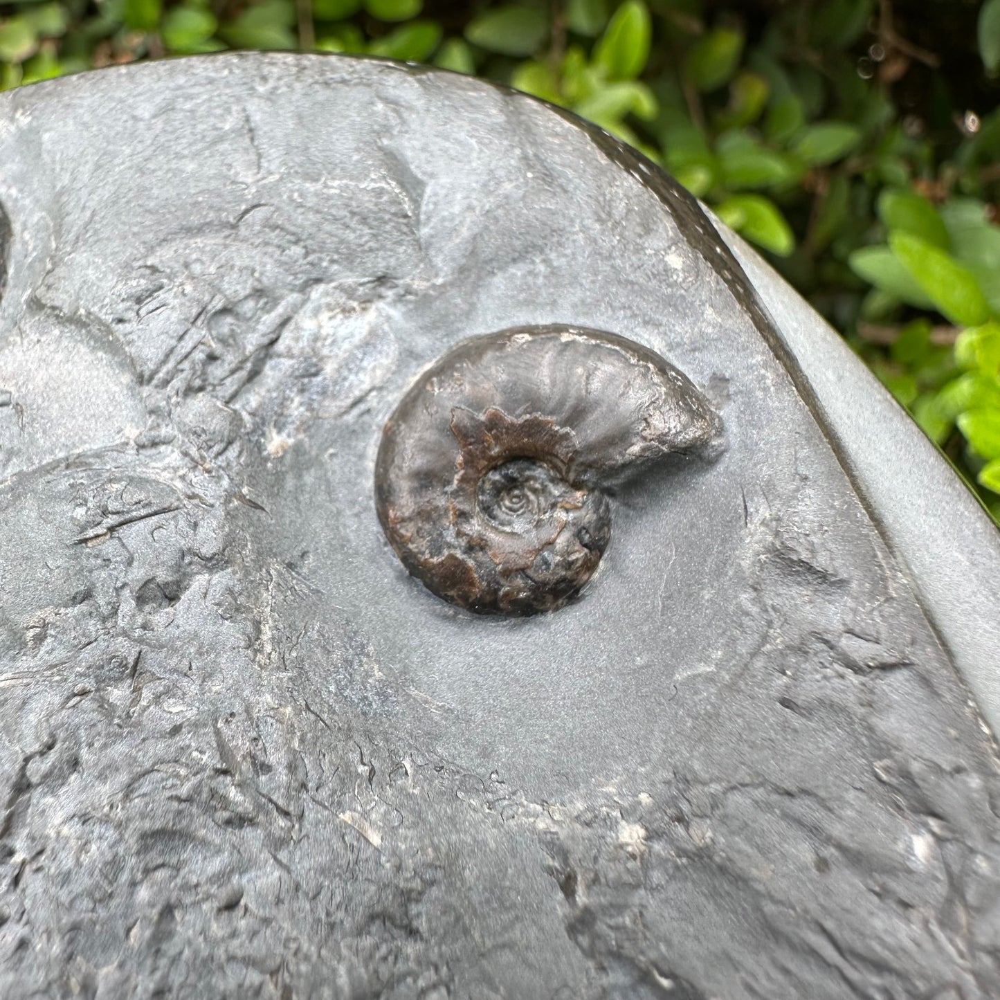 Golden Egg (GENUINE) Ammonite Fossil With Stand - Whitby, North Yorkshire Jurassic Coast Yorkshire Fossils