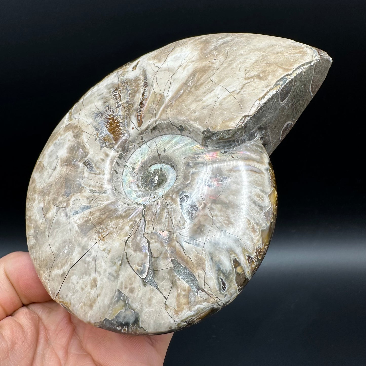 Cleoniceras Ammonite Fossil With Stand - Cretaceous Ammonite Madagascar