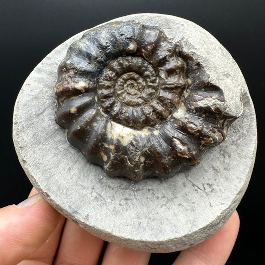 Androgynoceras maculatum ammonite fossil with stand - Whitby, North Yorkshire Jurassic Coast Yorkshire Fossils