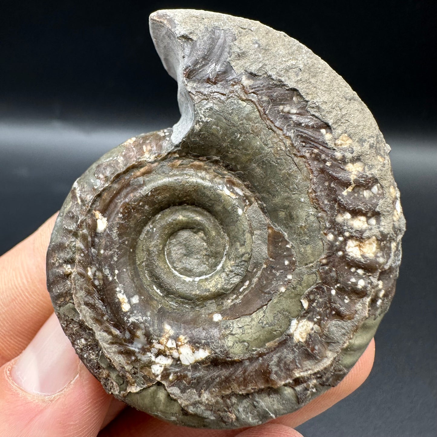 Hildoceras Bifrons Ammonite fossil with box and stand - Whitby, North Yorkshire Jurassic Coast, Yorkshire Fossils from the Jurassic Coast