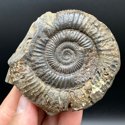 Dactylioceras Ammonite nodule (split pair) Fossil With Box And Stand - Whitby, North Yorkshire Jurassic Coast Yorkshire Fossils