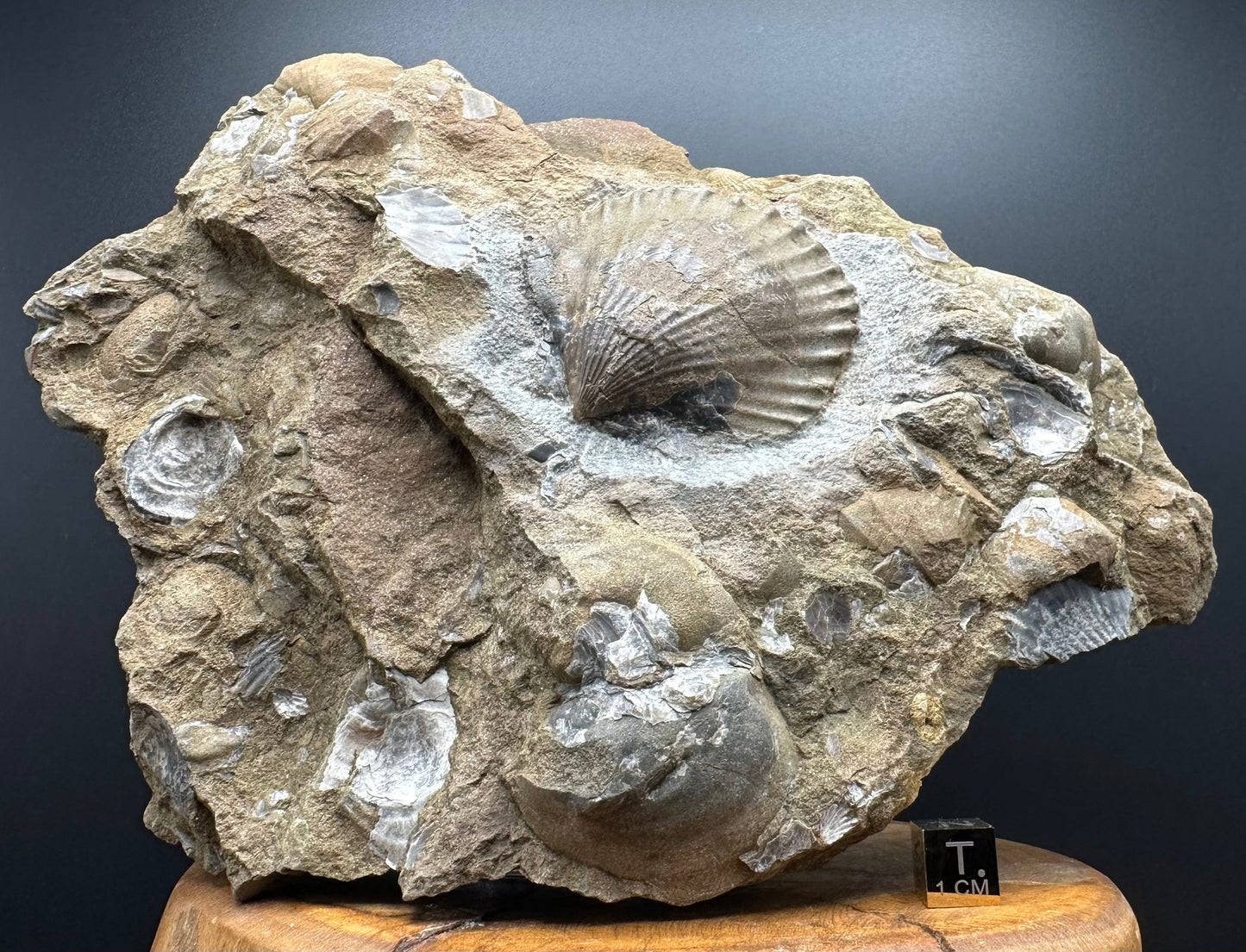 Shell fossil with stand - Whitby, North Yorkshire, Jurassic Coast, Yorkshire Fossils