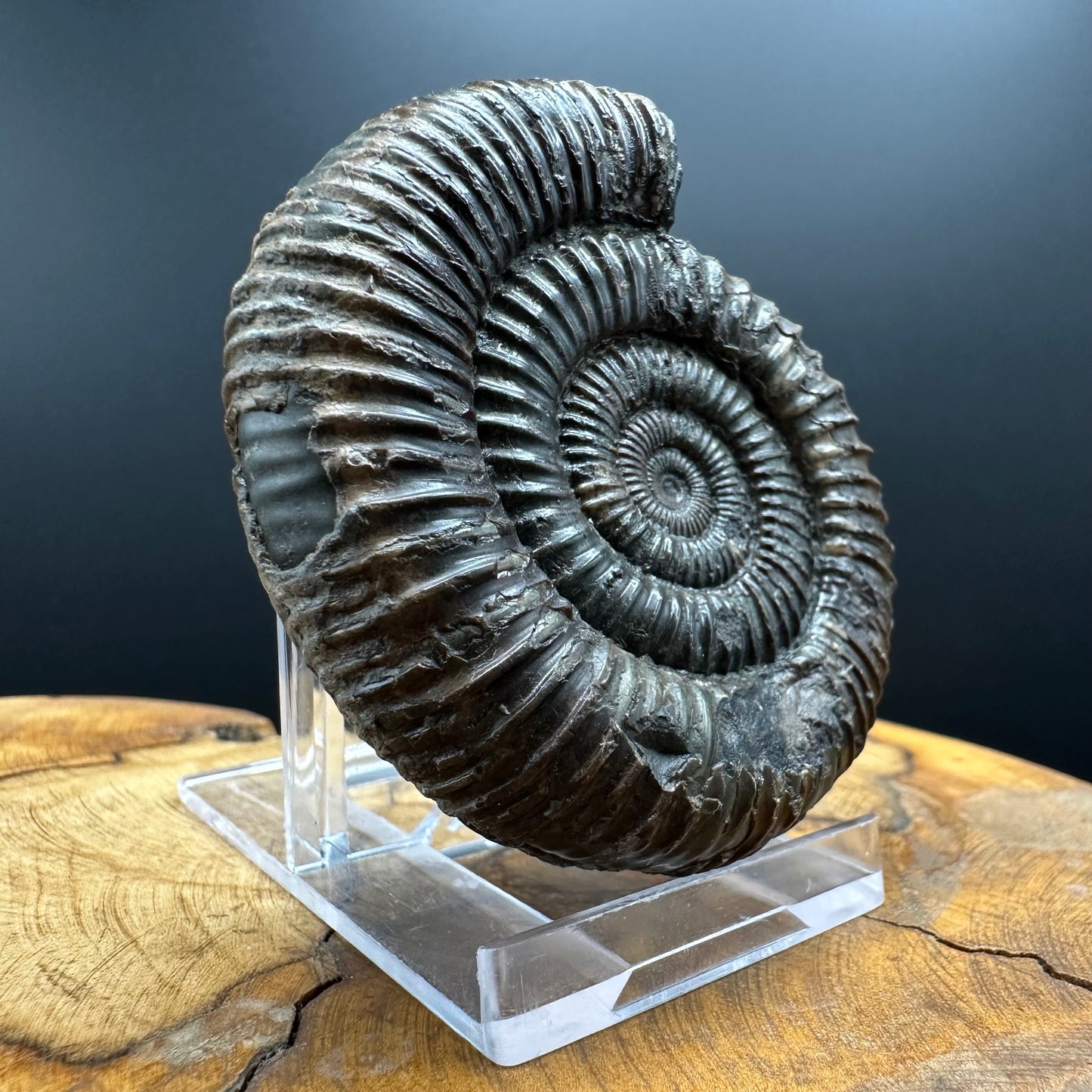 Dactylioceras Ammonite Fossil With box and Stand - Whitby, North Yorkshire Jurassic Coast Yorkshire Fossils