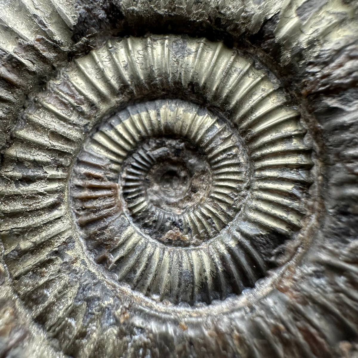 Dactylioceras Ammonite Fossil With Stand - Whitby, North Yorkshire Jurassic Coast Yorkshire Fossils