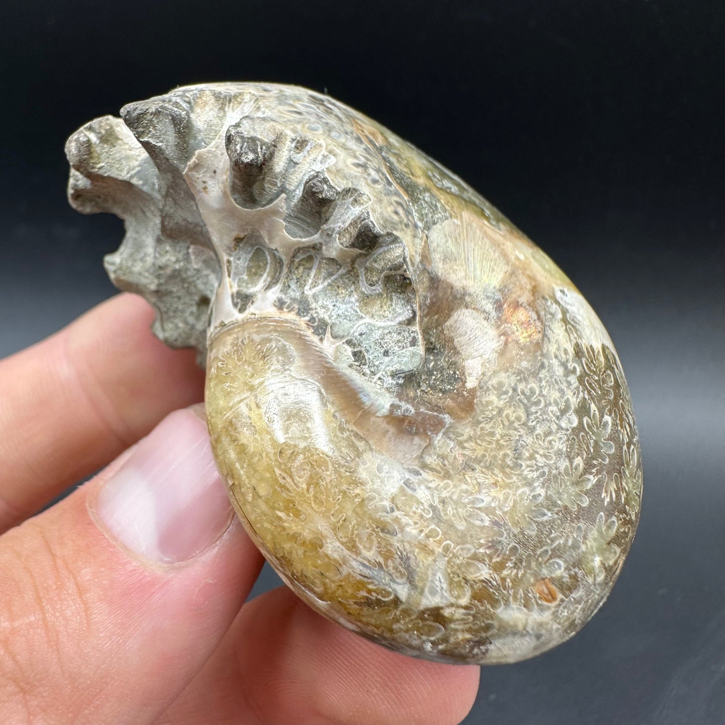 Phylloceras Ammonite Fossil With Box And Stand - Cretaceous Ammonite Madagascar