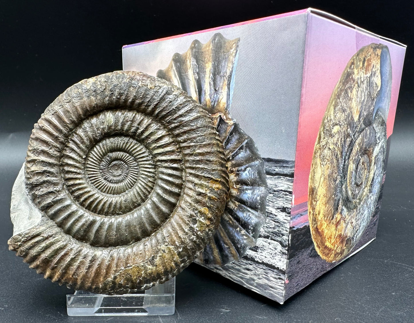 Dactylioceras Ammonite Fossil With Box And Stand - Whitby, North Yorkshire Jurassic Coast Yorkshire Fossils