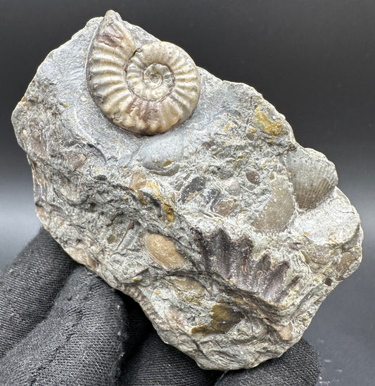 Eugassiceras Ammonite shell fossil with box and stand - Whitby, North Yorkshire Jurassic Coast Yorkshire Fossils