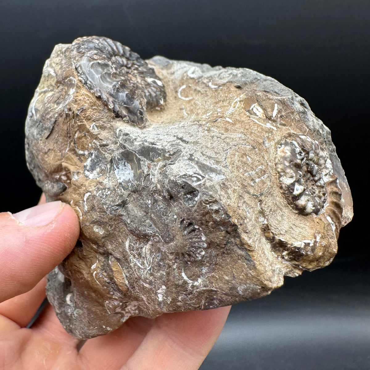 Amaltheus subnodosus Ammonite fossil with stand - Whitby, North Yorkshire Jurassic Coast Yorkshire Fossils