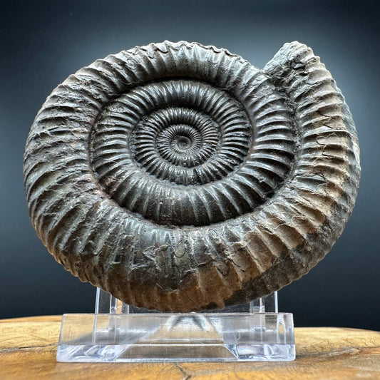 Dactylioceras Ammonite Fossil With box and Stand - Whitby, North Yorkshire Jurassic Coast Yorkshire Fossils