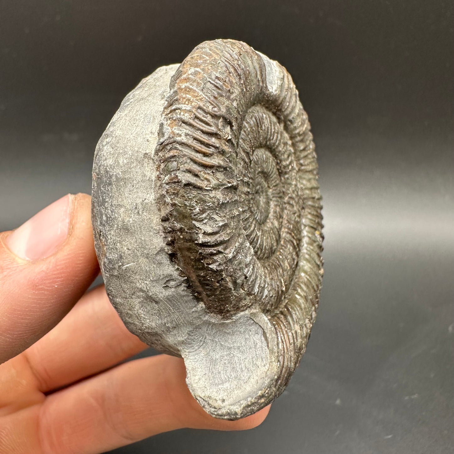Dactylioceras Ammonite Fossil With box and Stand - Whitby, North Yorkshire Jurassic Coast Yorkshire Fossils
