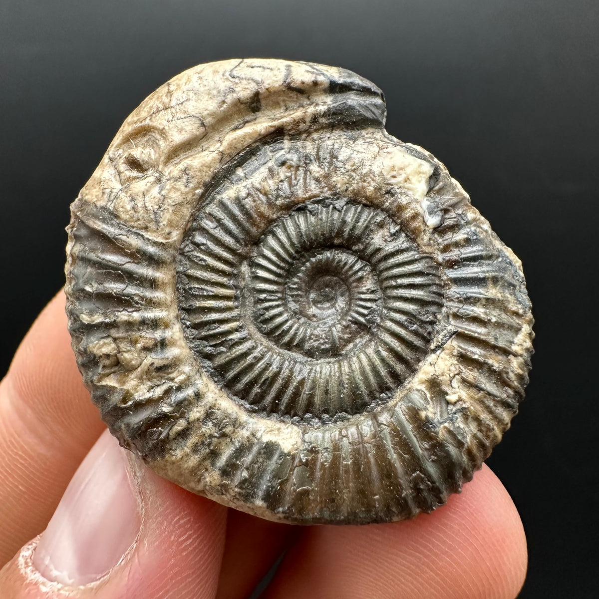 Snakestone Ammonite Fossil With Bag/Box And Stand - Whitby, North Yorkshire Jurassic Coast Yorkshire Fossils
