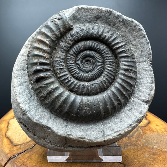 Dactylioceras Ammonite Fossil With box and Stand - Whitby, North Yorkshire Jurassic Coast Yorkshire Fossils