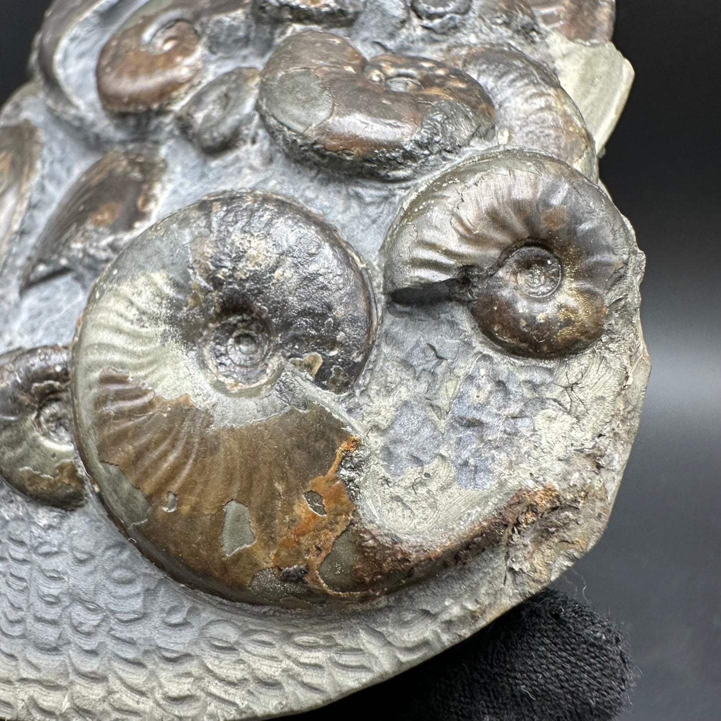 Eleganticeras Elegantulum ammonite with box and stand - Whitby, North Yorkshire Jurassic Coast, Yorkshire Fossils