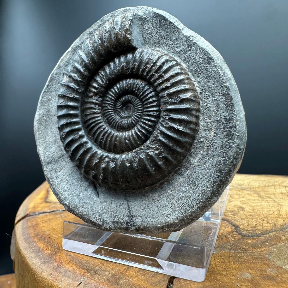 Dactylioceras Ammonite Fossil With box and Stand - Whitby, North Yorkshire Jurassic Coast Yorkshire Fossils