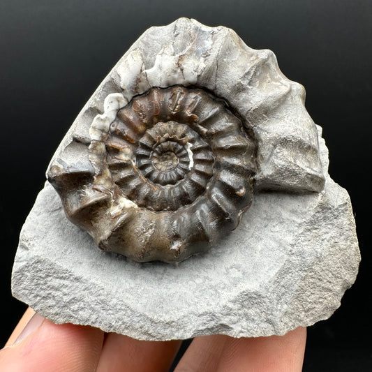 Androgynoceras maculatum ammonite fossil with box and stand - Whitby, North Yorkshire Jurassic Coast Yorkshire Fossils