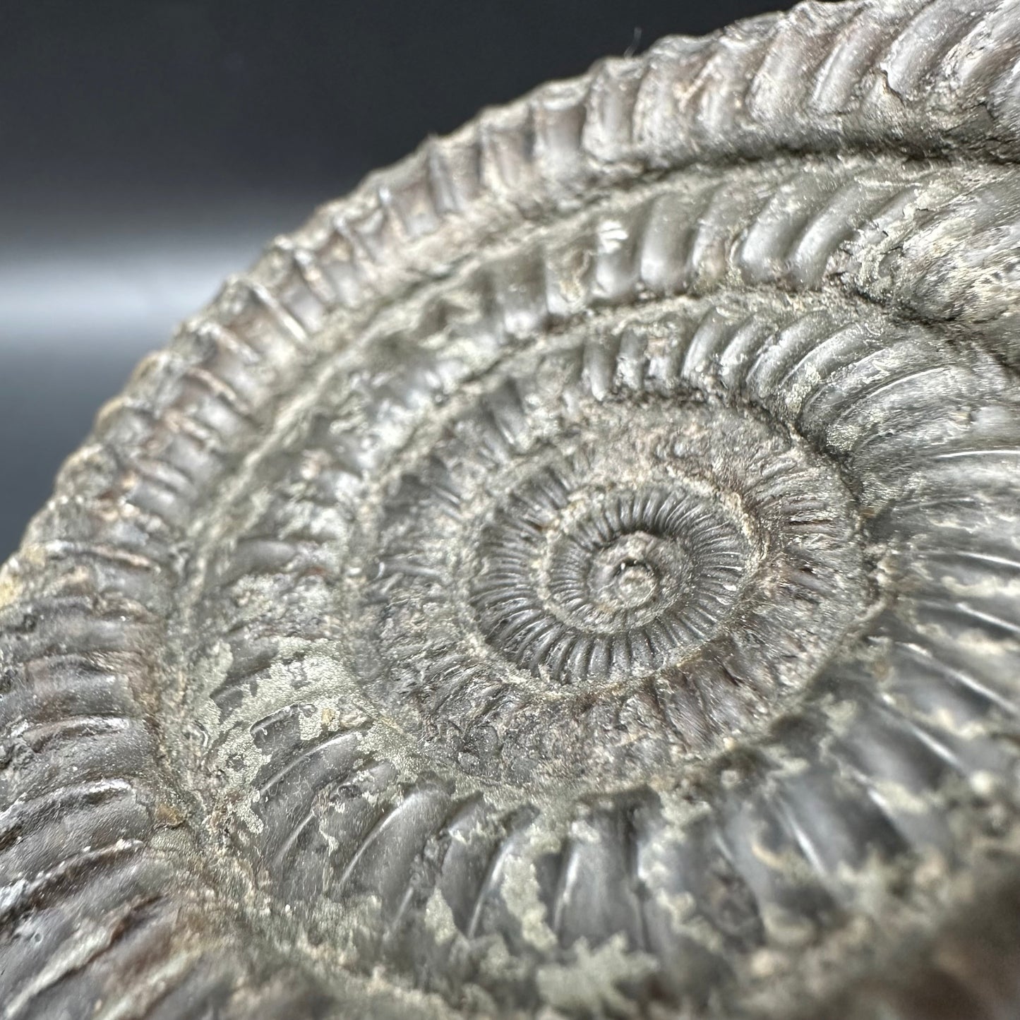 Dactylioceras Ammonite Fossil With Box And Stand - Whitby, North Yorkshire Jurassic Coast Yorkshire Fossils