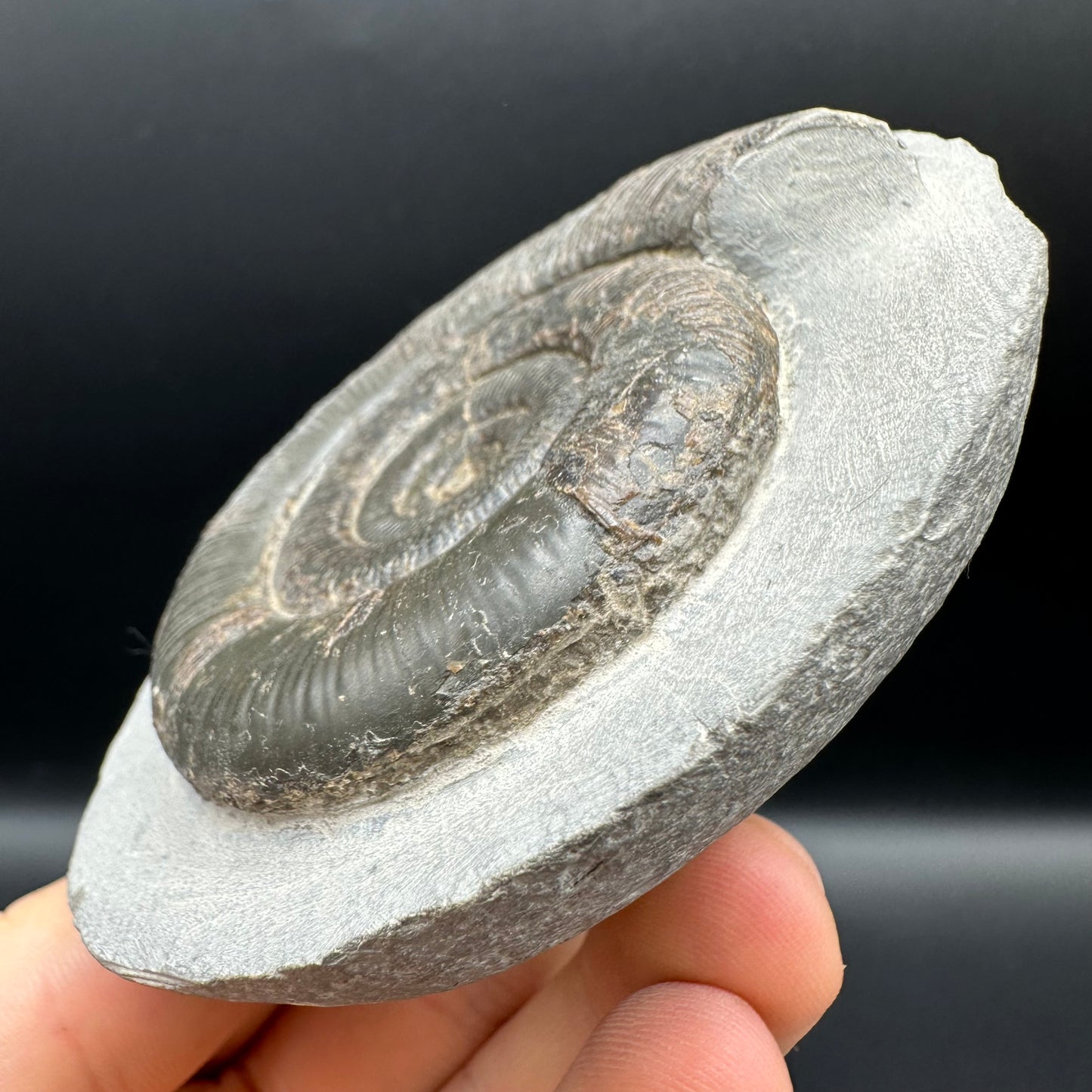 Dactylioceras tenuicostatum Ammonite fossil with box and stand - Whitby, North Yorkshire Jurassic Coast