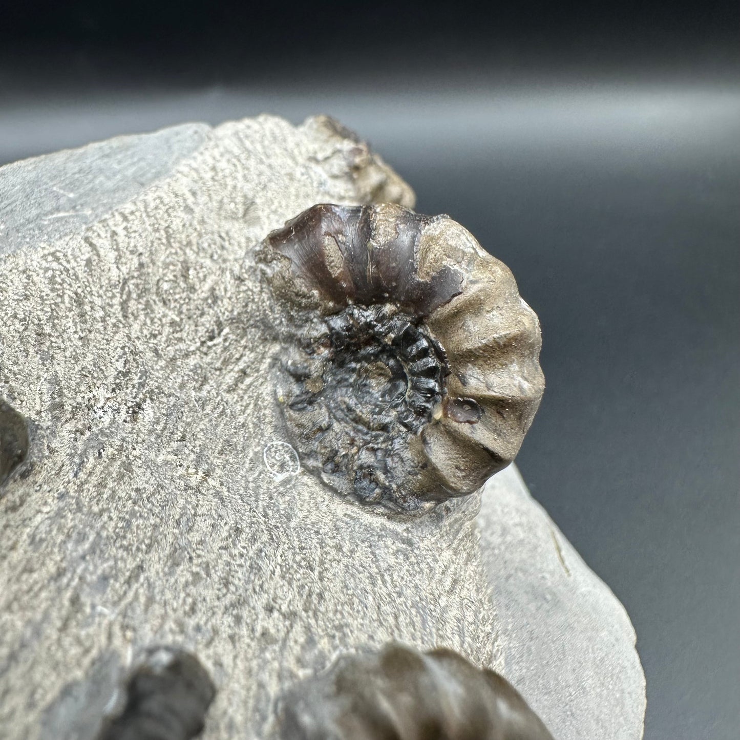 Androgynoceras maculatum ammonite fossil with stand - Whitby, North Yorkshire Jurassic Coast Yorkshire Fossils