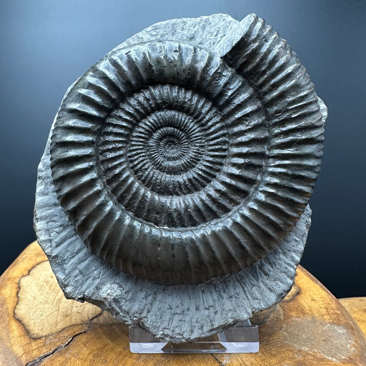Dactylioceras Ammonite Fossil With box and Stand - Whitby, North Yorkshire Jurassic Coast Yorkshire Fossils