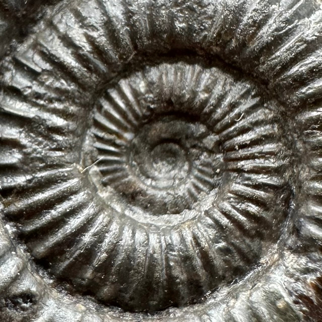 Genuine Yorkshire ammonite fossil for sale – Whitby Jurassic specimen