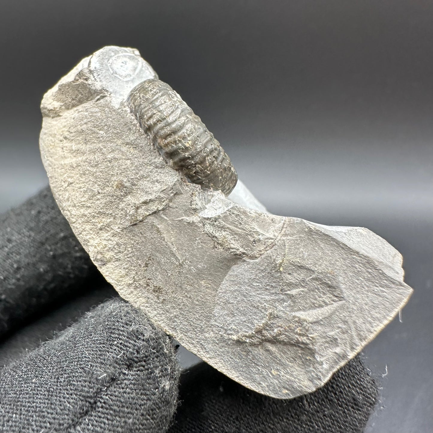 Porpoceras vortex ammonite fossil with box and stand - Whitby, North Yorkshire Jurassic Coast, Yorkshire fossils