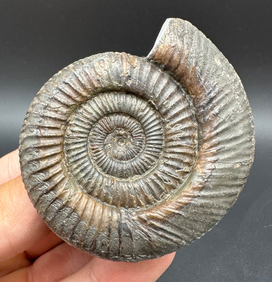 Dactylioceras Ammonite Fossil With Box And Stand - Whitby, North Yorkshire Jurassic Coast Yorkshire Fossils
