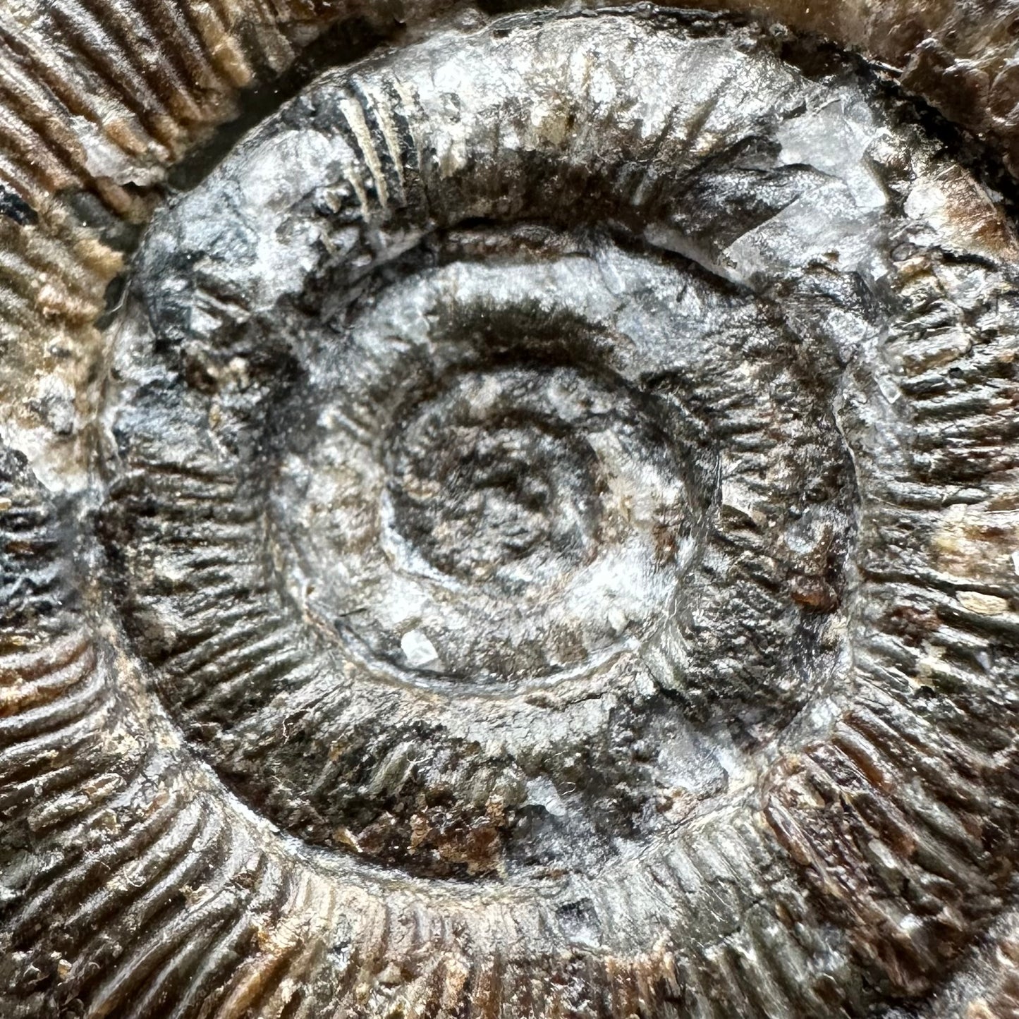 Dactylioceras tenuicostatum Ammonite fossil with box and stand - Whitby, North Yorkshire Jurassic Coast