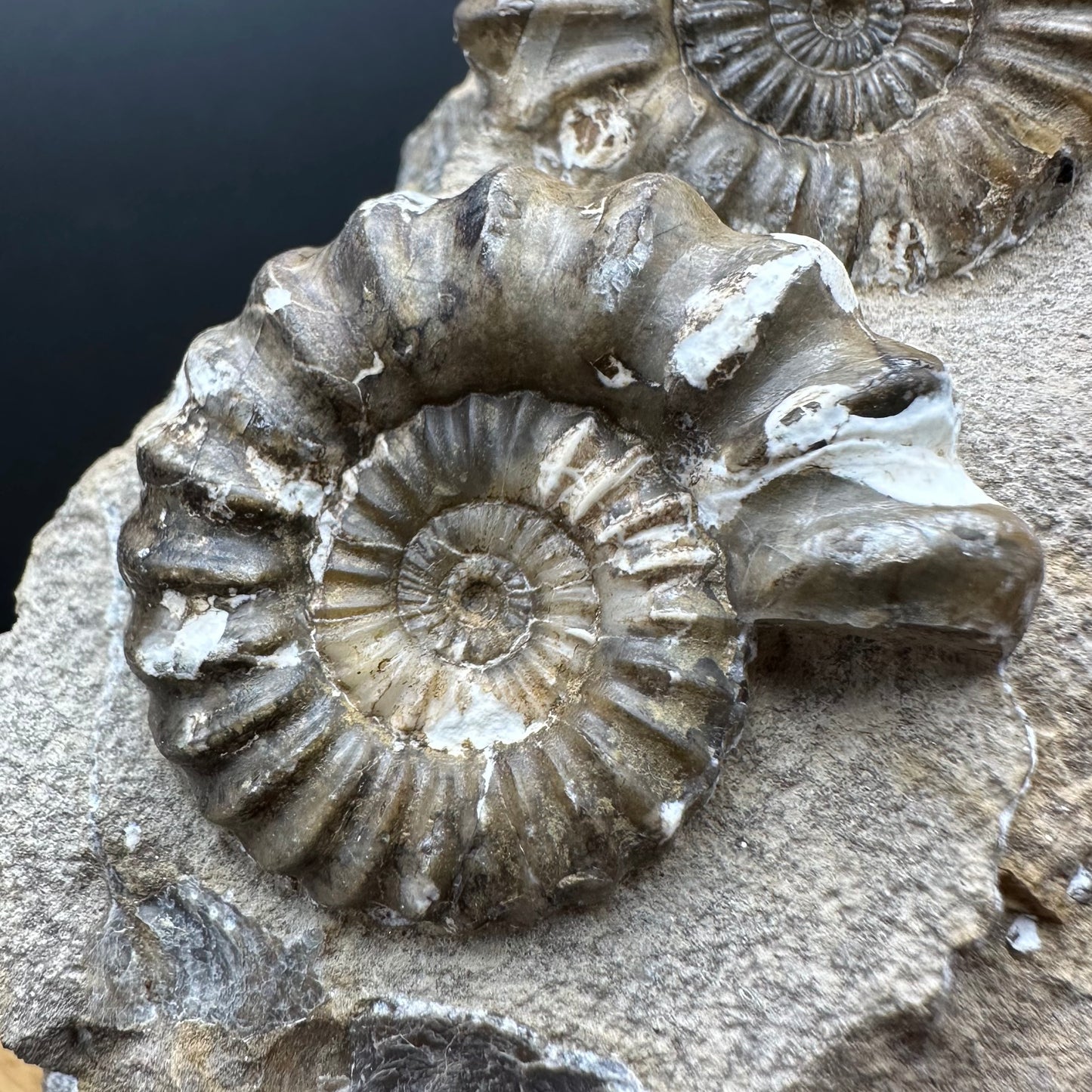 Androgynoceras capricornus Ammonite Fossil With Box And Stand - Whitby, North Yorkshire Jurassic Coast Yorkshire Fossils